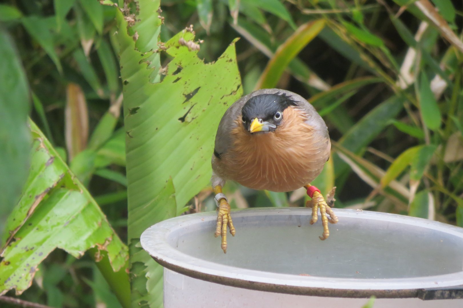 Gems of the Jungle - Brahminy starling 290419