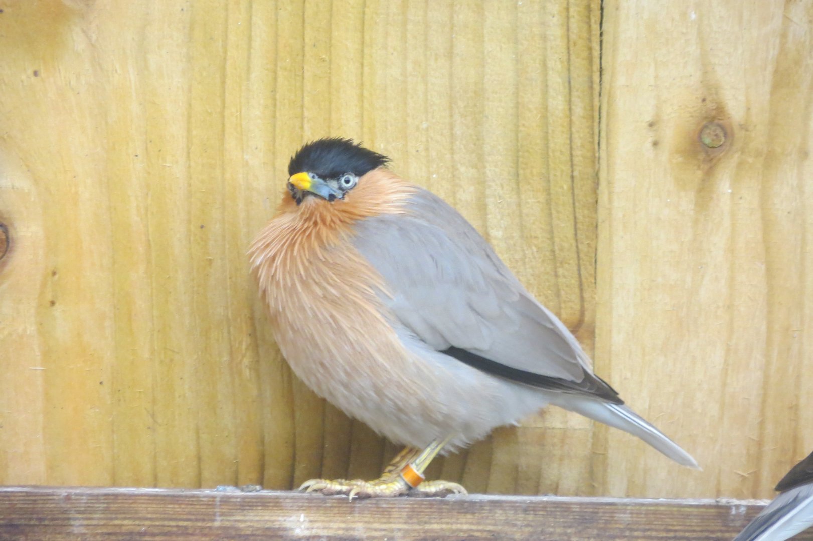 Gems of the Jungle - Brahminy Starling 290419