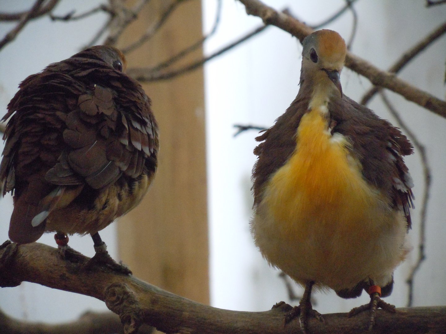 Gems of the Jungle - Cinnamon ground-doves 070920