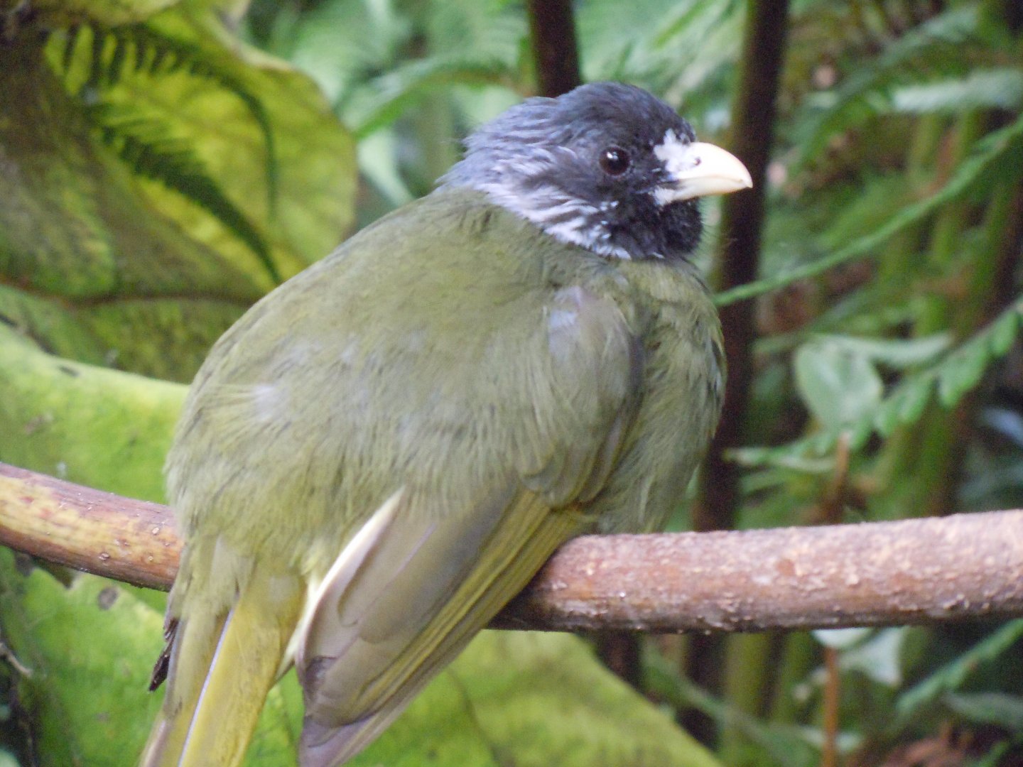 Gems of the Jungle - Collared finchbill 070920