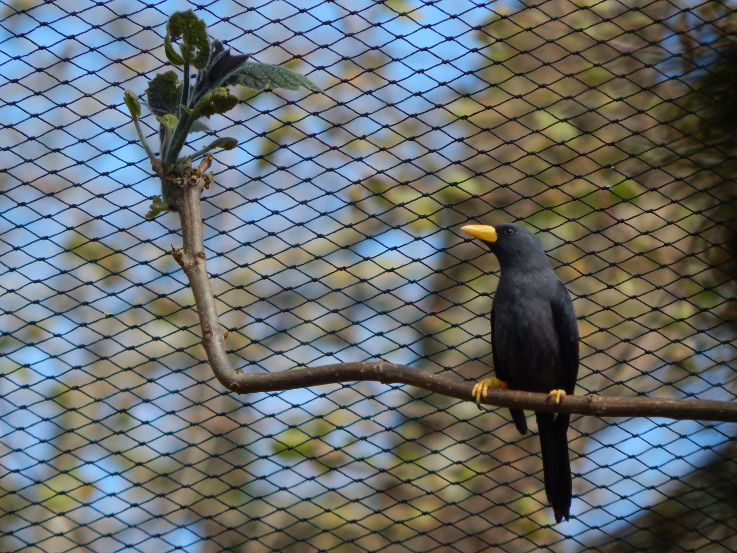 Gems of the Jungle - Grosbeak starling 240424