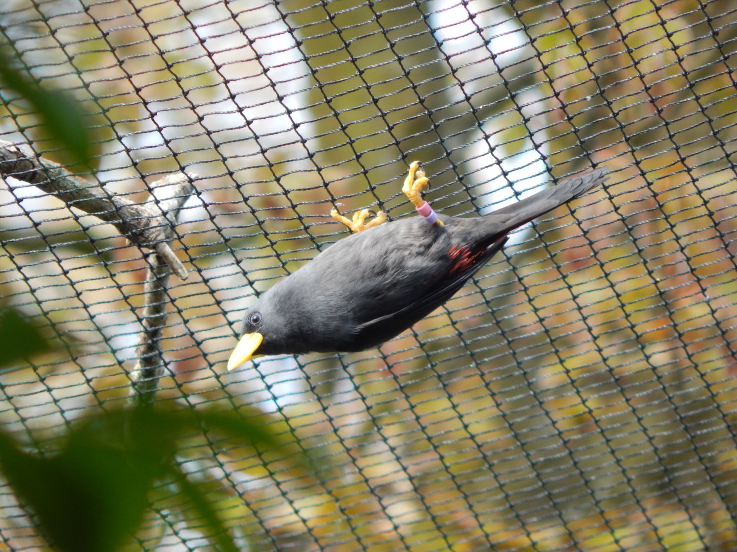 Gems of the Jungle - Grosbeak starling 240424