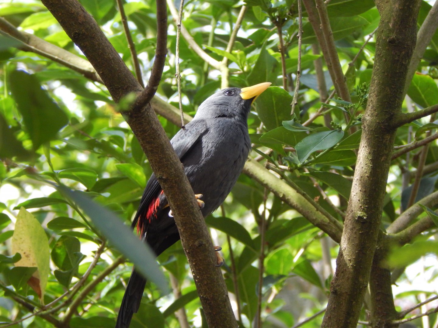 Gems of the Jungle - Grosbeak starling 240424