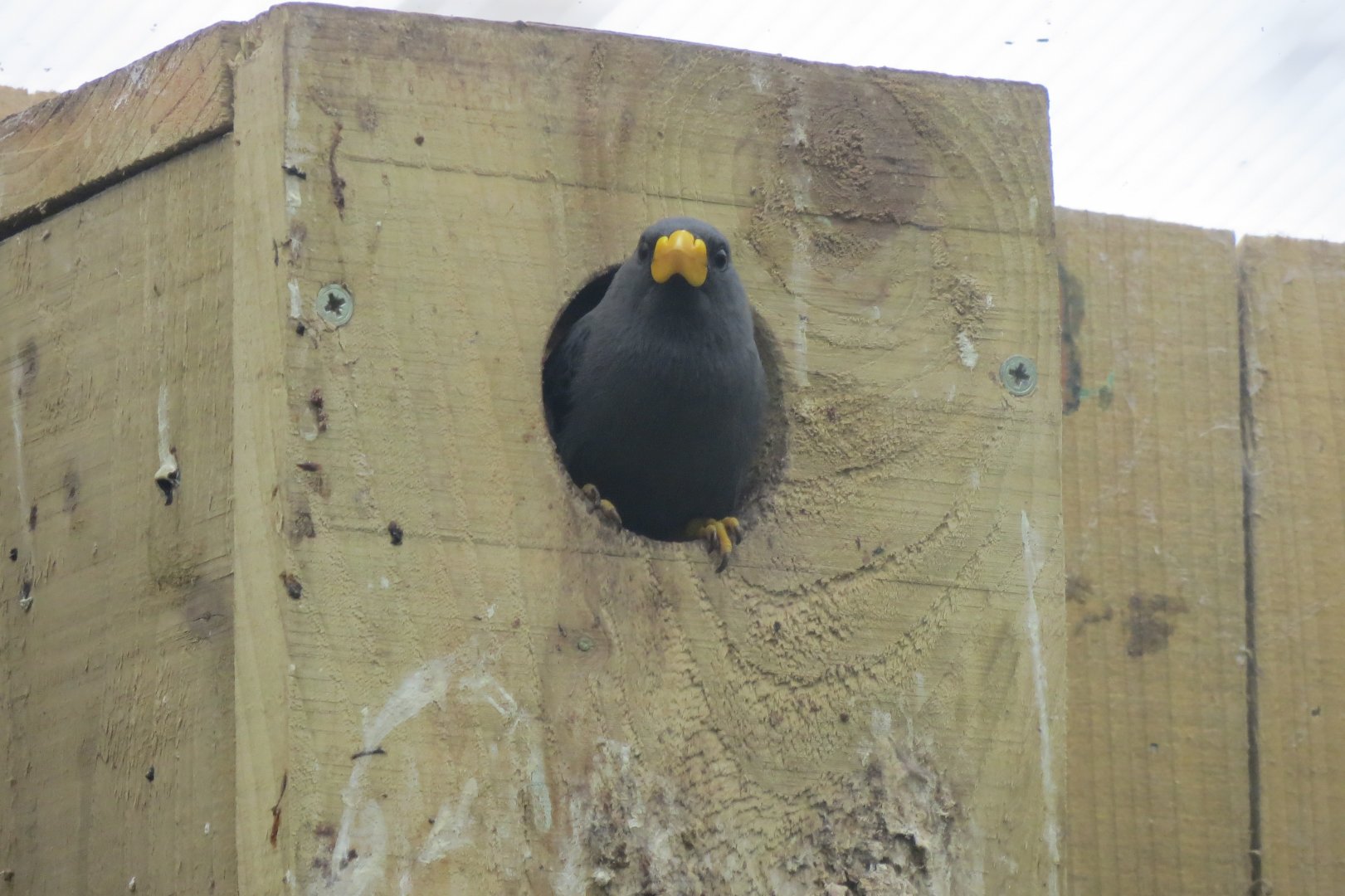 Gems of the Jungle - Grosbeak starling 290419