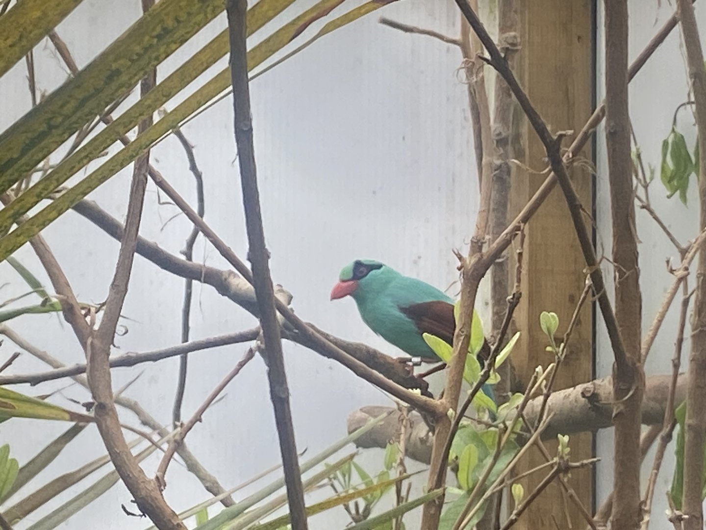 Gems of the Jungle - Javan green magpie 060523
