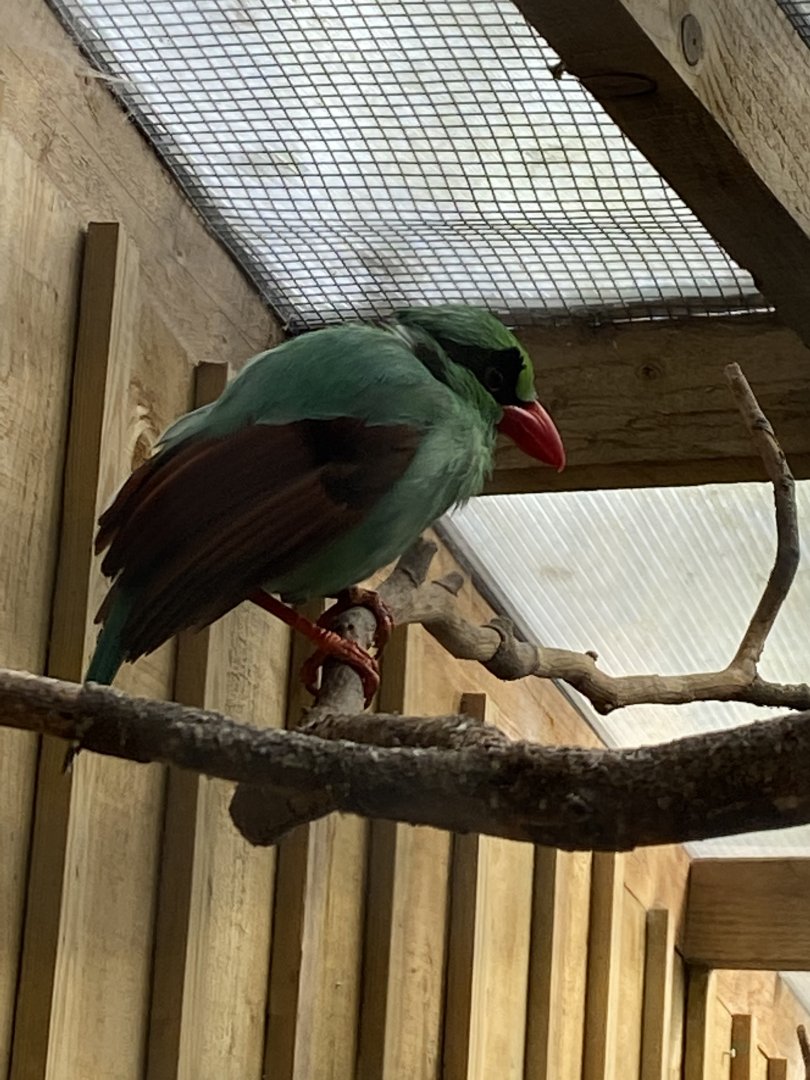 Gems of the Jungle - Javan green magpie 070920