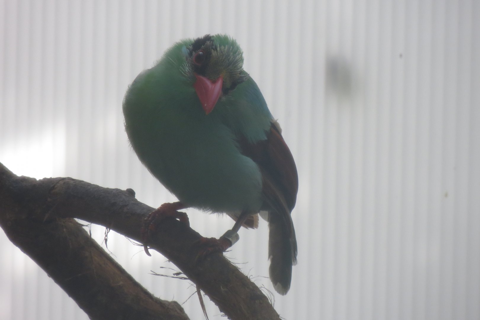 Gems of the Jungle - Javan green magpie 081018
