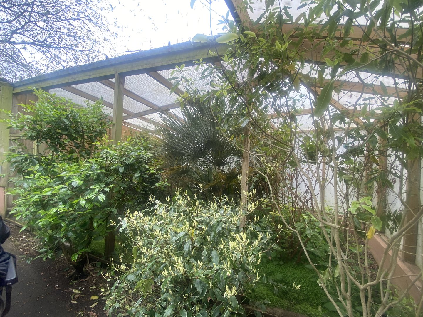 Gems of the Jungle - Javan green magpie aviary 060523