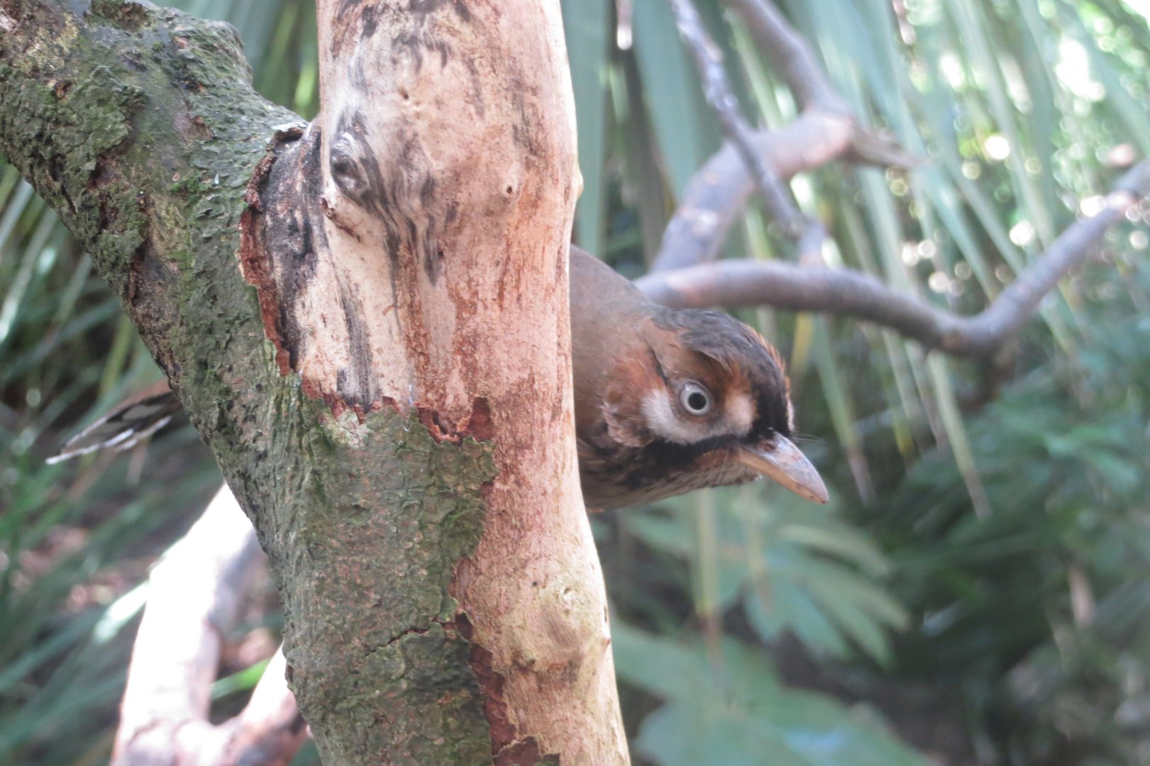 Gems of the Jungle - Moustached laughingthrush 081018