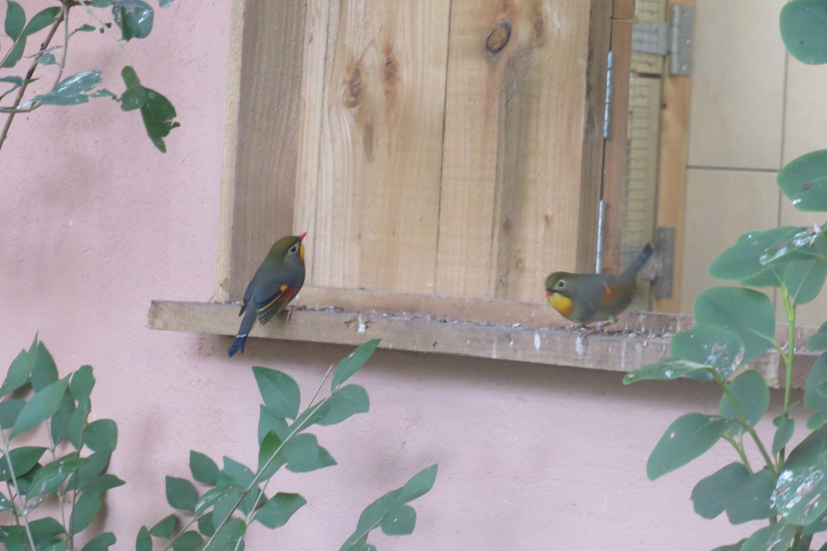 Gems of the Jungle - Pekin robins 081018