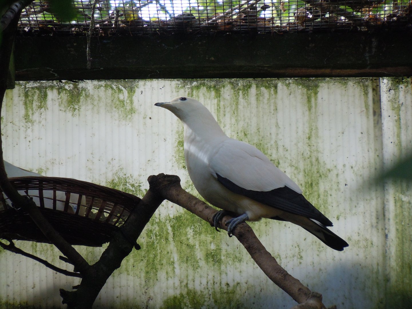 Gems of the Jungle - Pied imperial-pigeon 070920