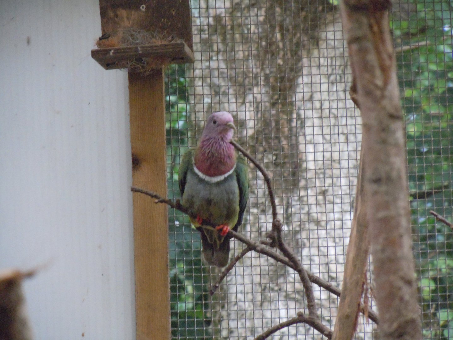 Gems of the Jungle - Pink-headed fruit-dove 070920