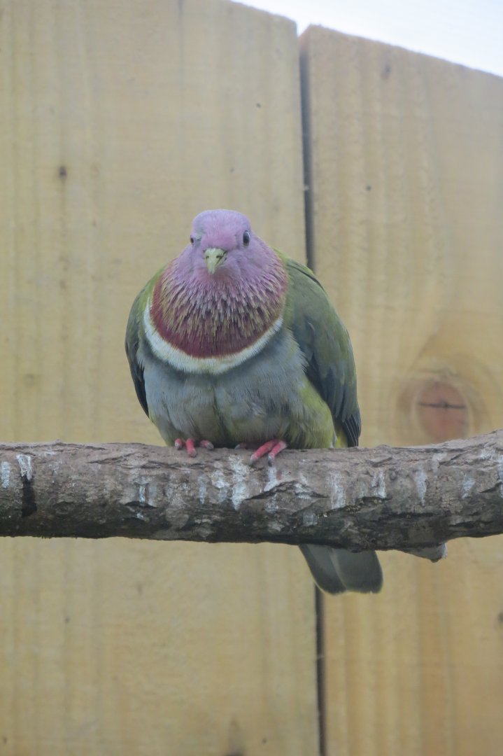 Gems of the Jungle - Pink-headed Fruit-dove 290419