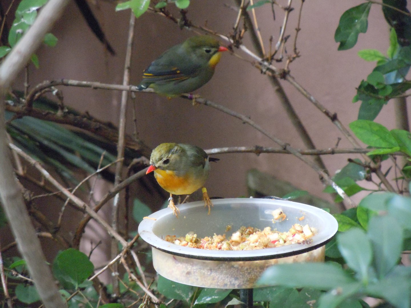 Gems of the Jungle - Red-billed leiothrix 070920