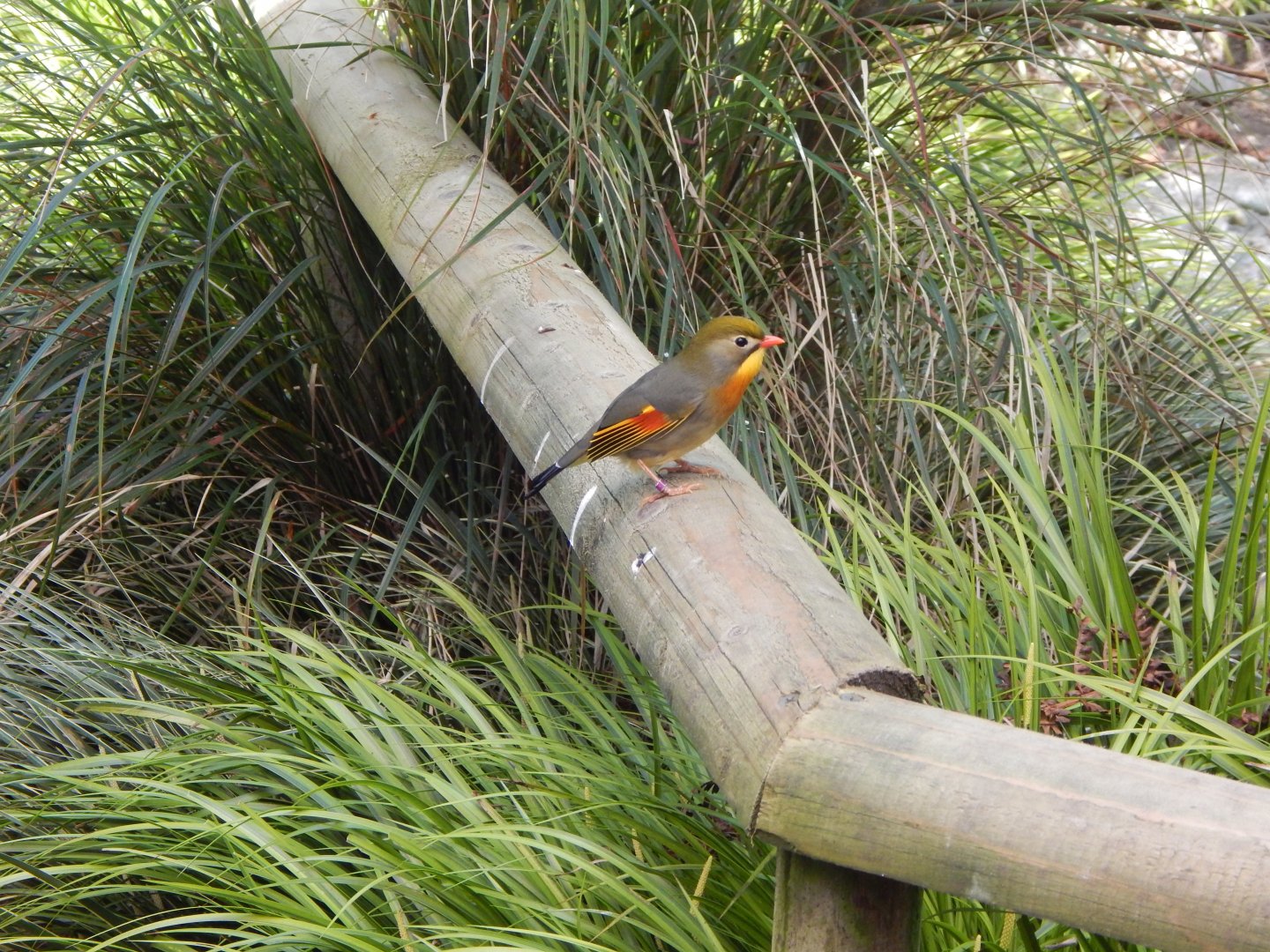Gems of the Jungle - Red-billed leiothrix 240424