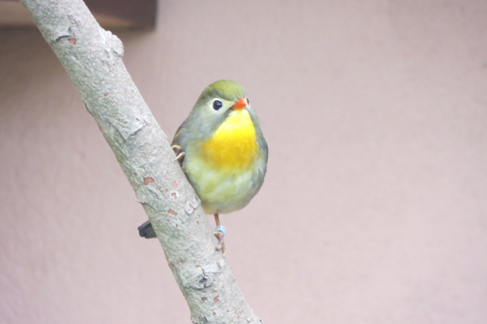 Gems of the Jungle - Red-billed Leiothrix 290419