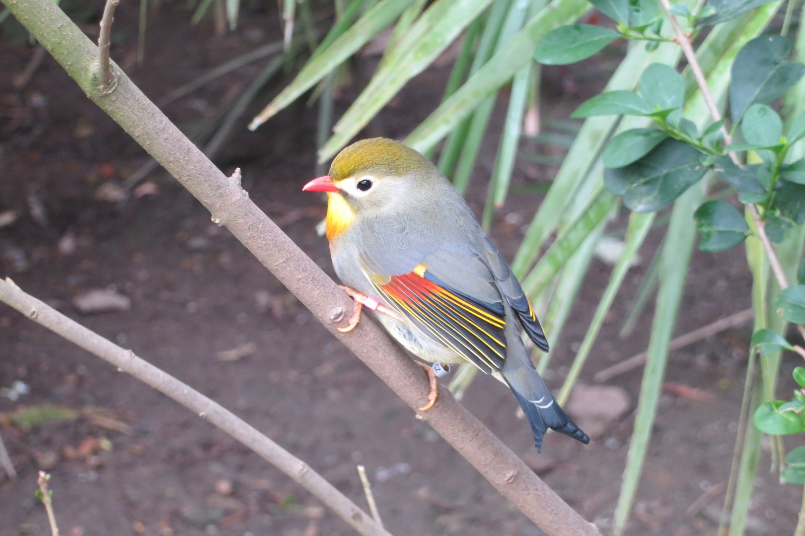 Gems of the Jungle - Red-billed Leiothrix 290419