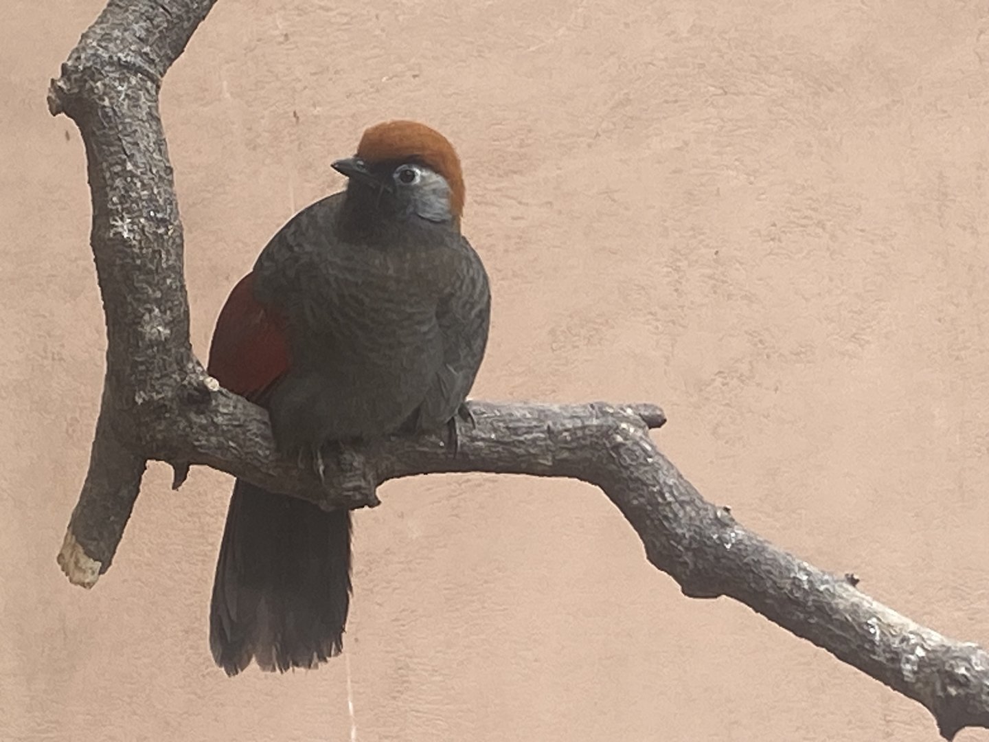 Gems of the Jungle - Red-tailed laughingthrush 060523