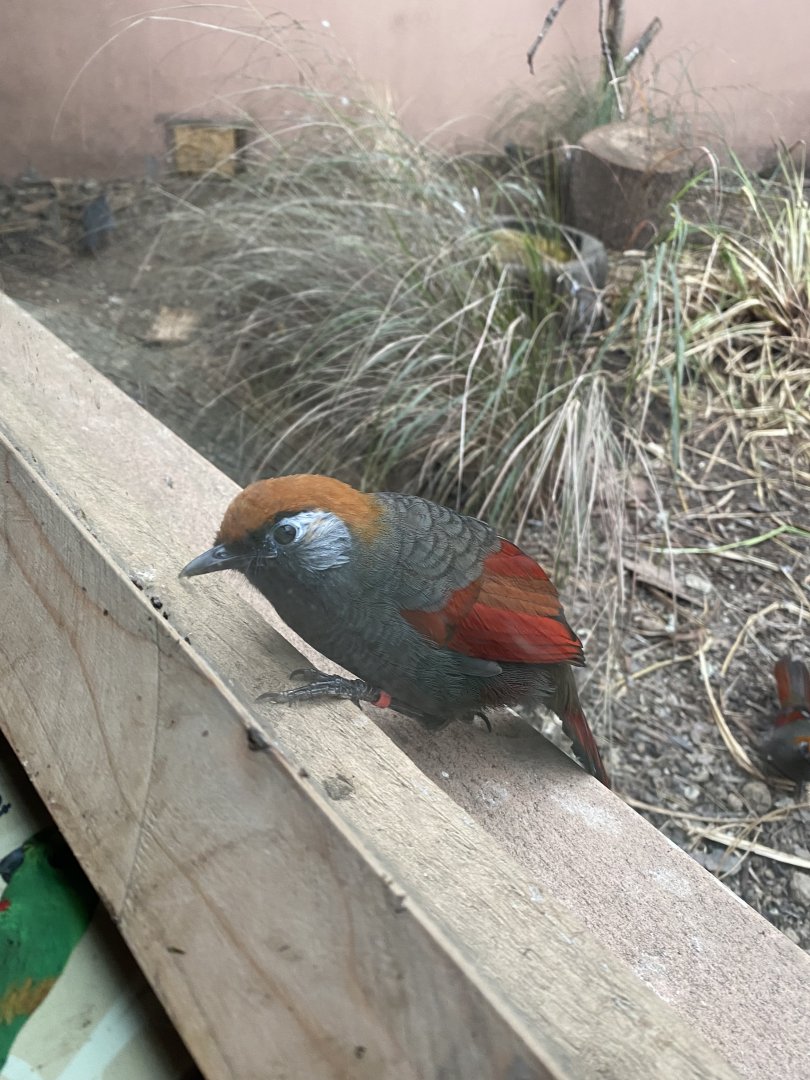 Gems of the Jungle - Red-tailed laughingthrush 111221