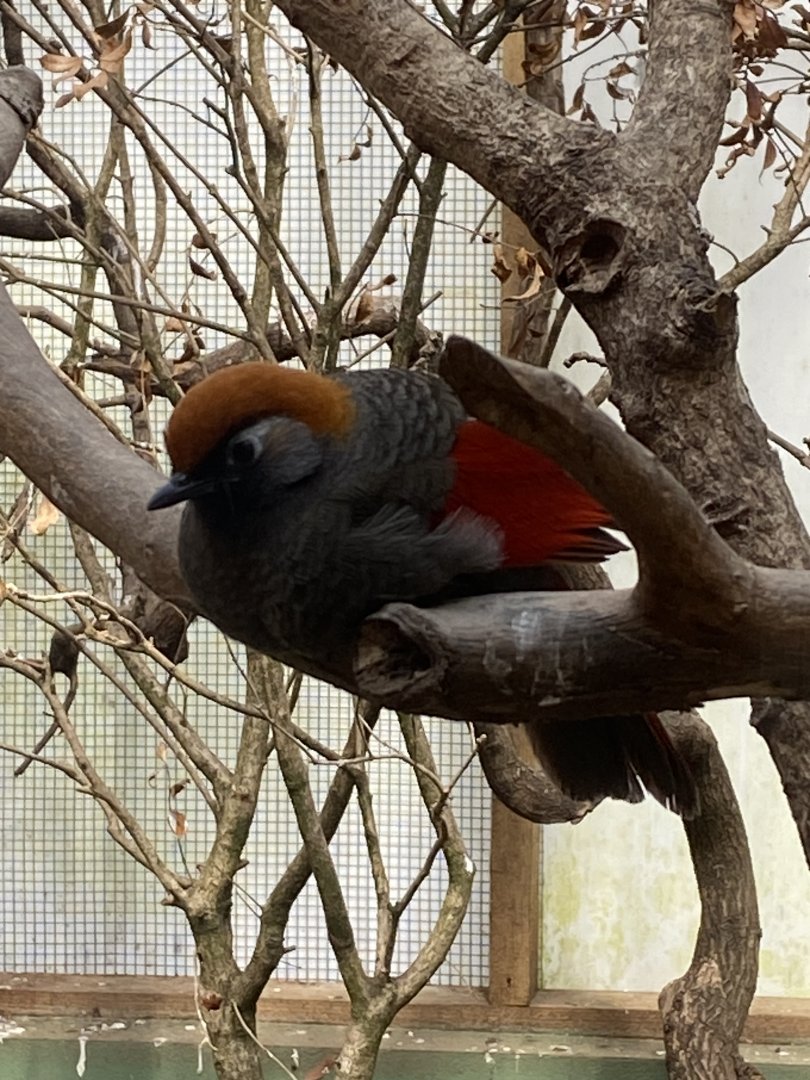 Gems of the Jungle - Red-tailed laughingthrush 240424
