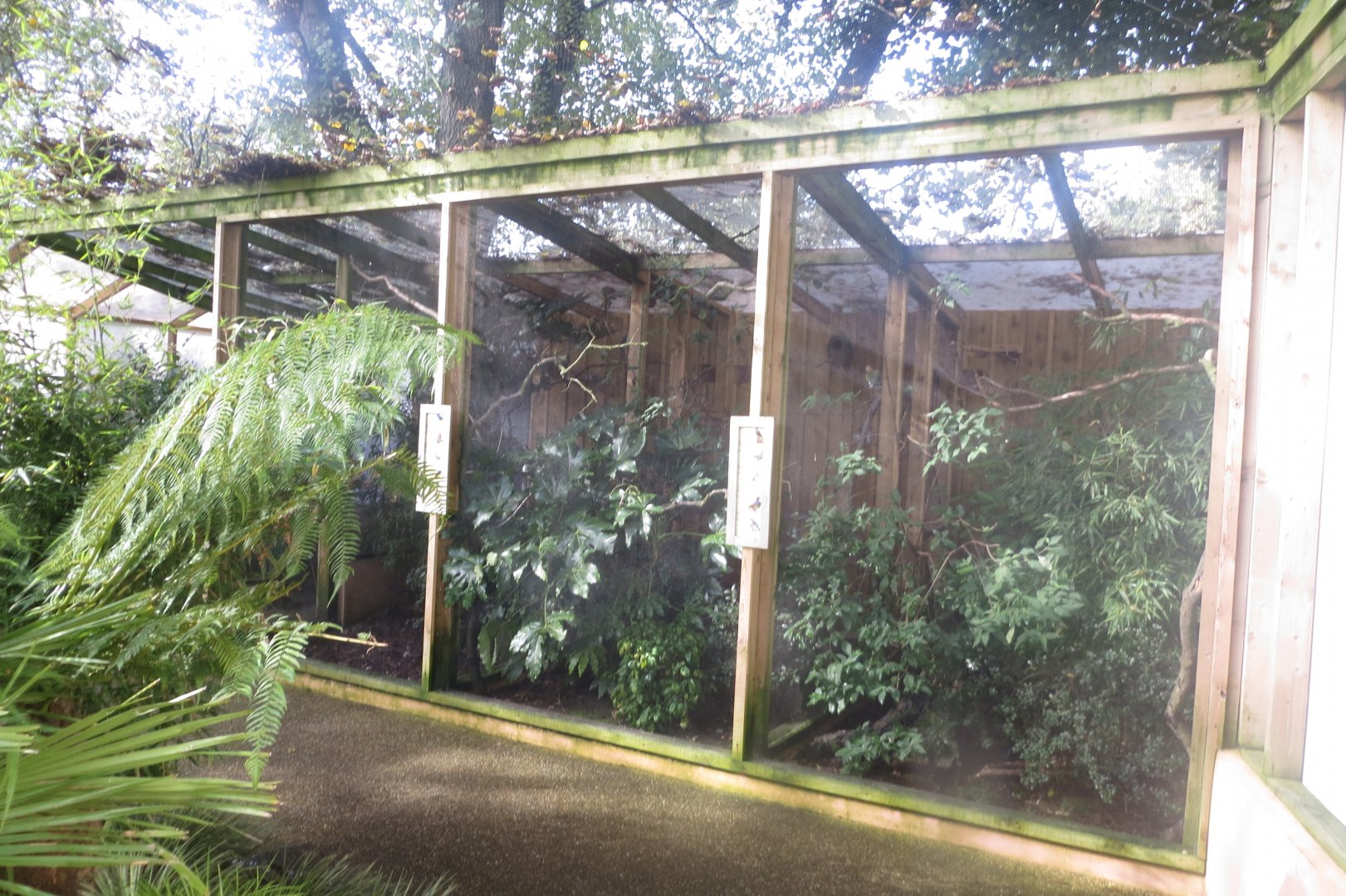 Gems of the Jungle - side aviaries 081018