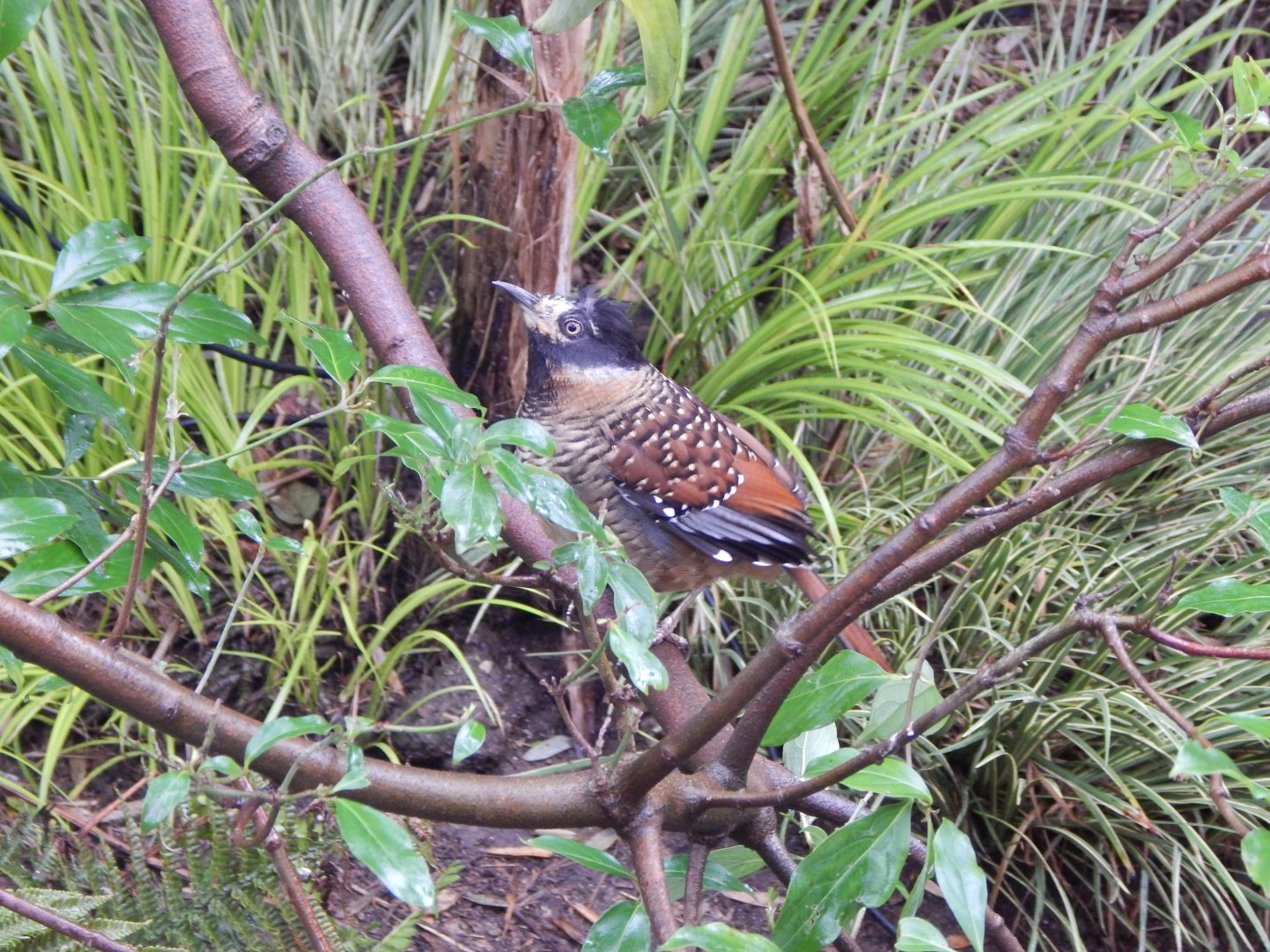 Gems of the Jungle - Spotted laughingthrush 111221