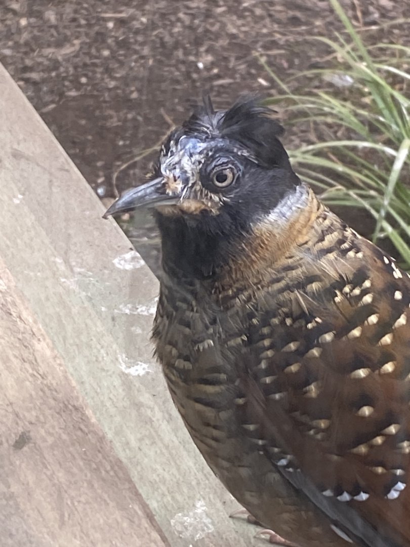 Gems of the Jungle - Spotted laughingthrush 240424