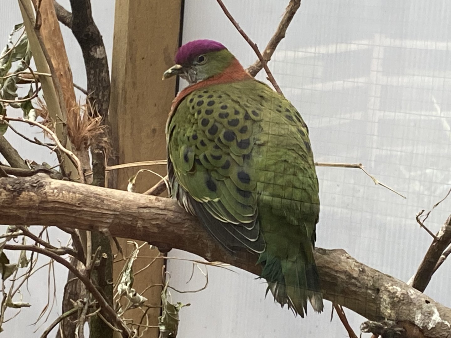 Gems of the Jungle - Superb fruit dove 111221