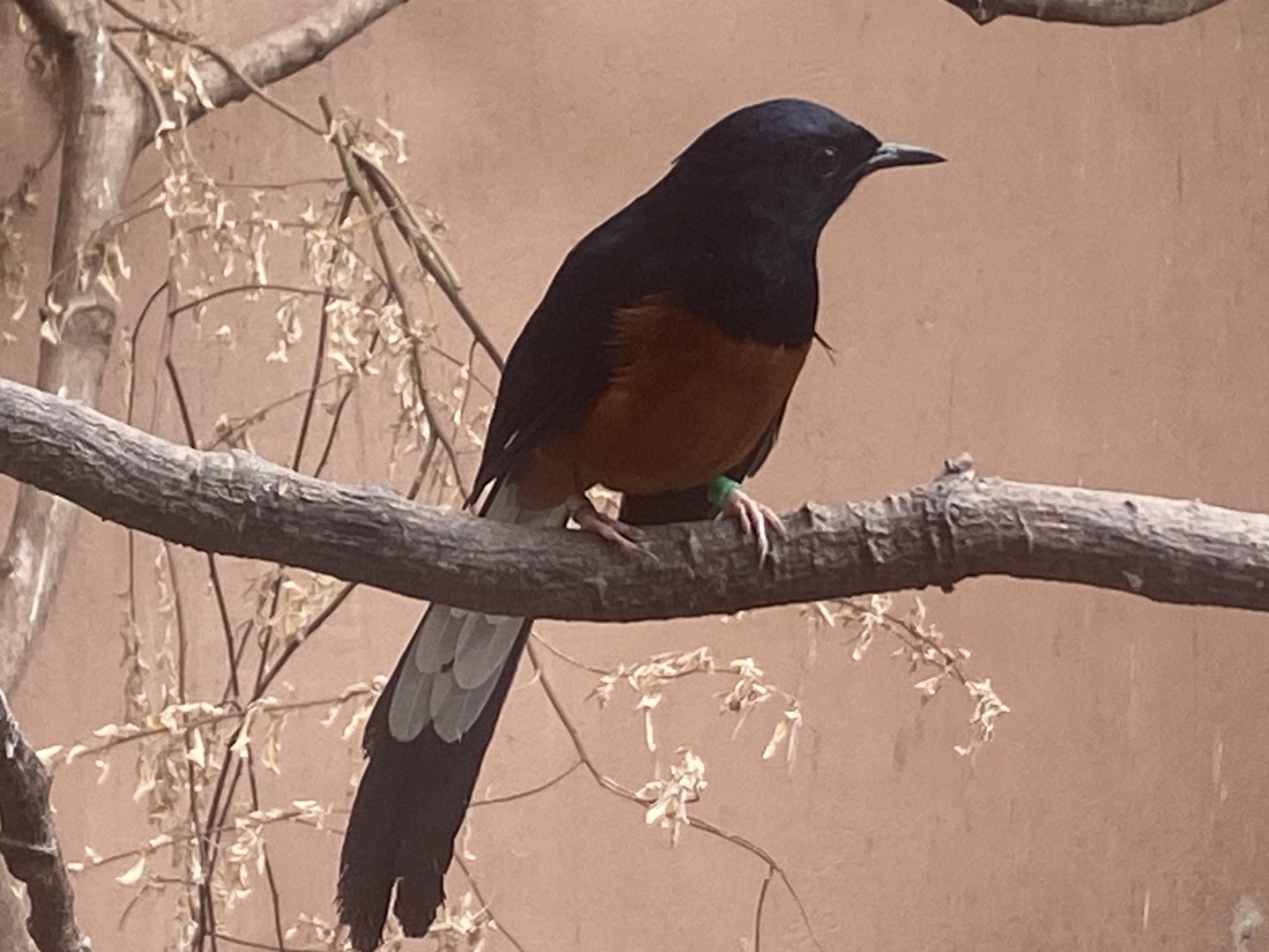 Gems of the Jungle - White-rumped shama 060523