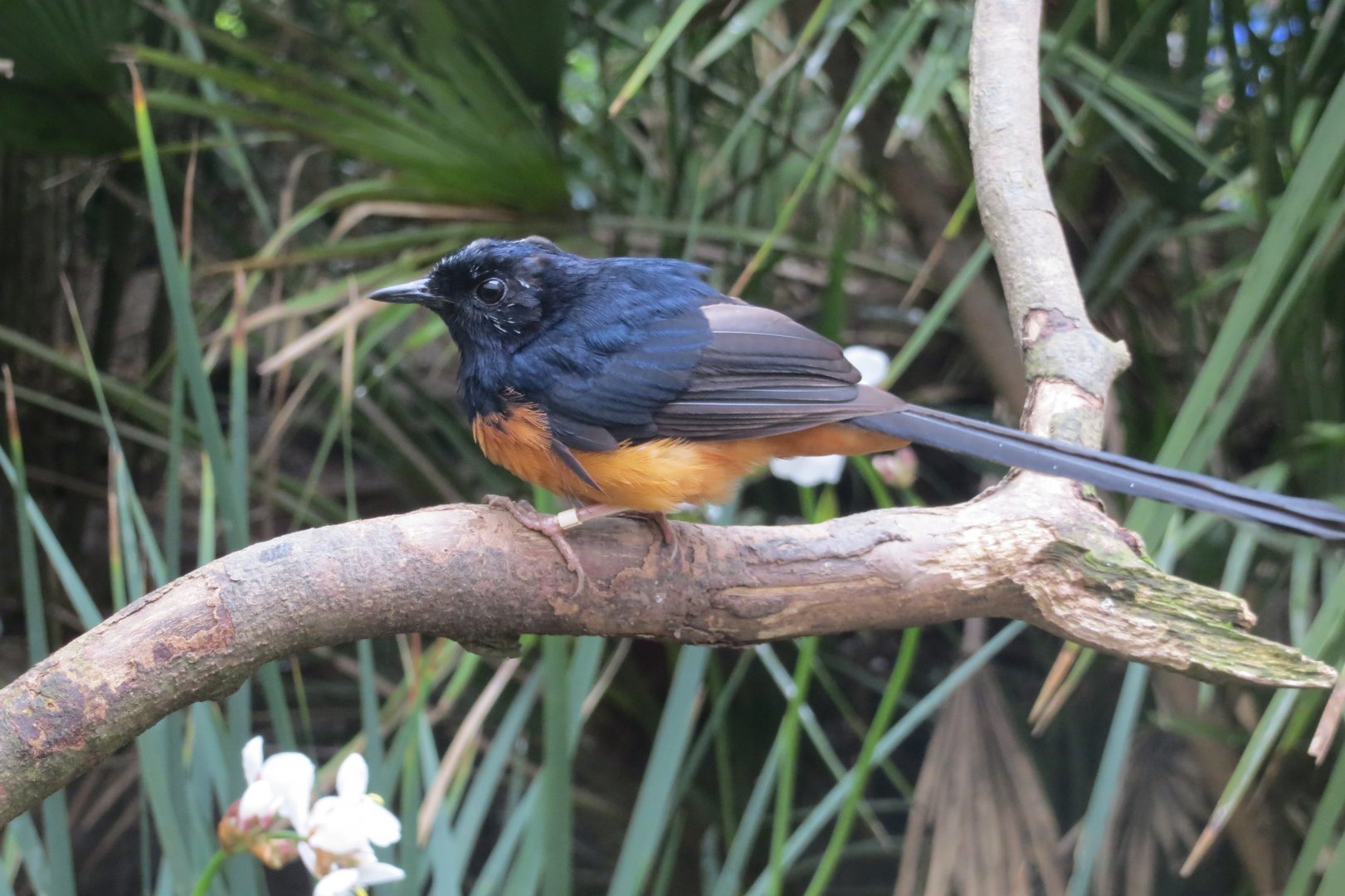 Gems of the Jungle - White-rumped Shama 290419