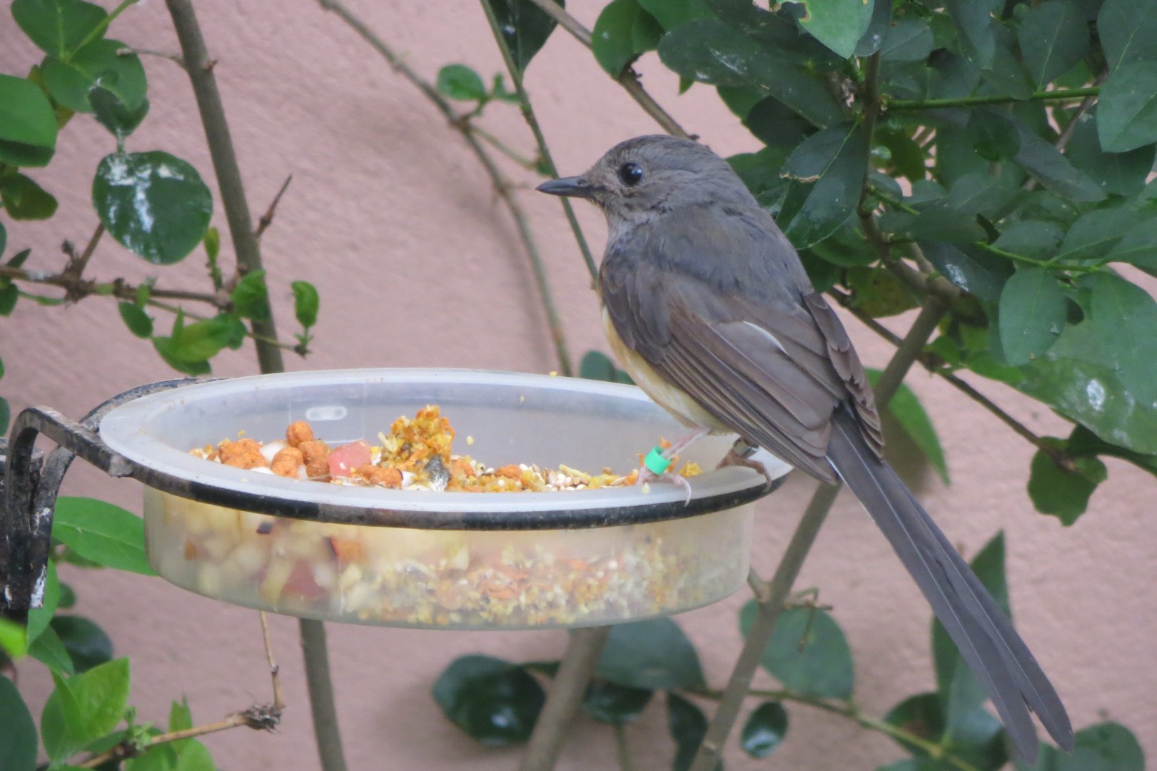 Gems of the Jungle - White-rumped Shama female 290419