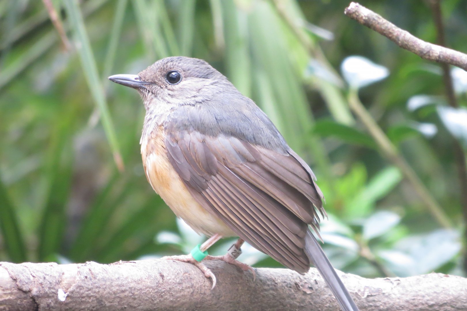 Gems of the Jungle - White-rumped Shama female 290419