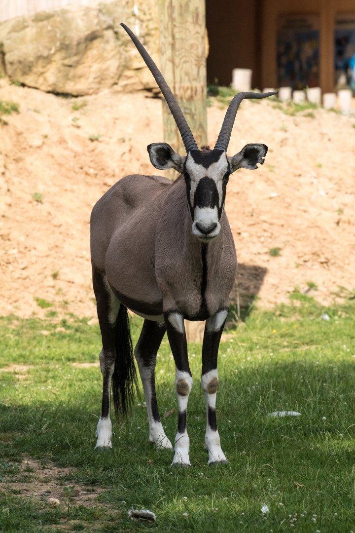 Gemsbock (Oryx gazella)