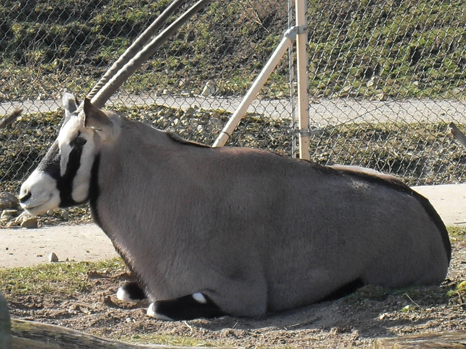 gemsbok 03/10