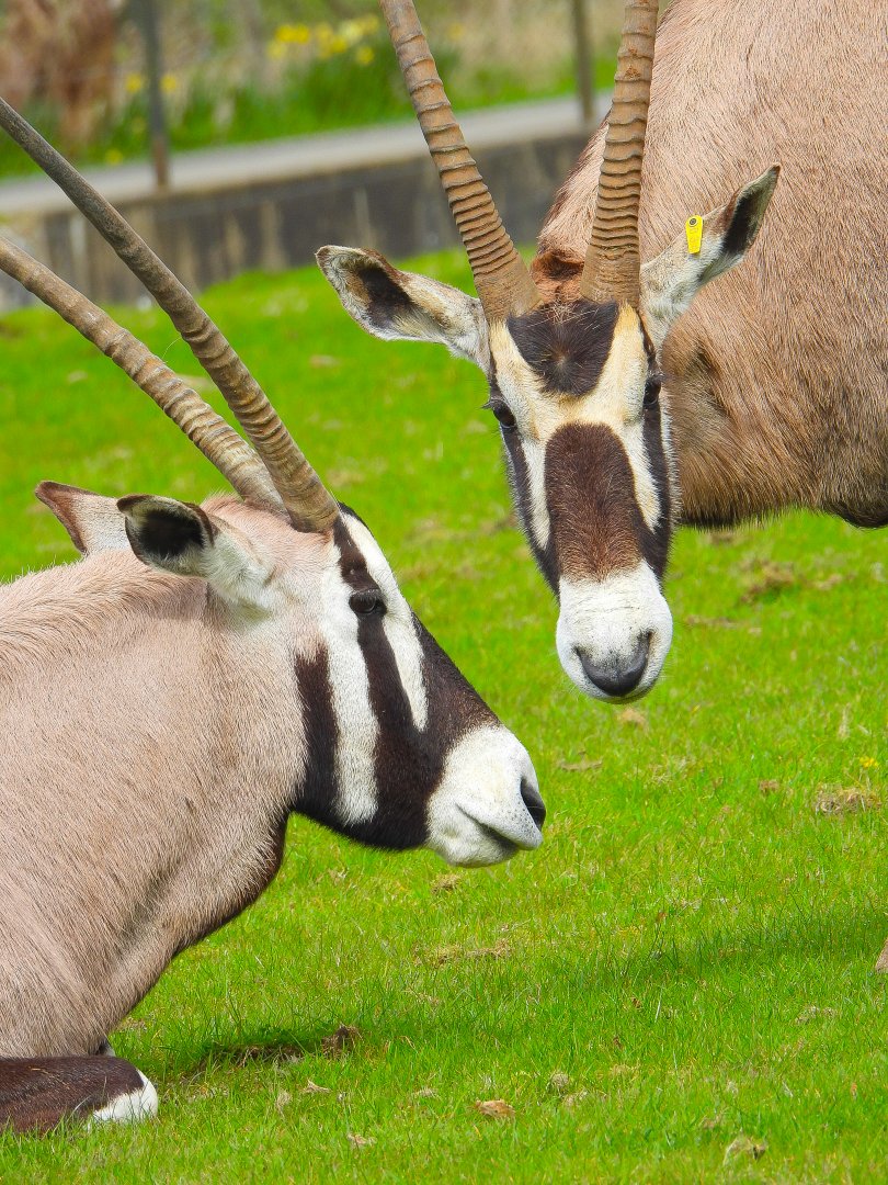 Gemsbok- 12th April 2024