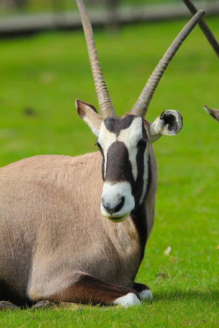 Gemsbok- 12th April 2024