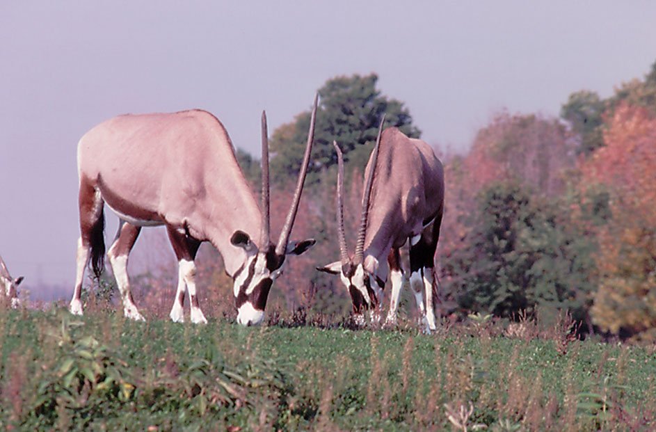 Gemsbok - 1987