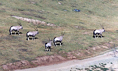 Gemsbok 1995