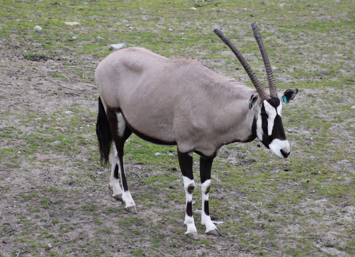 Gemsbok (2015)