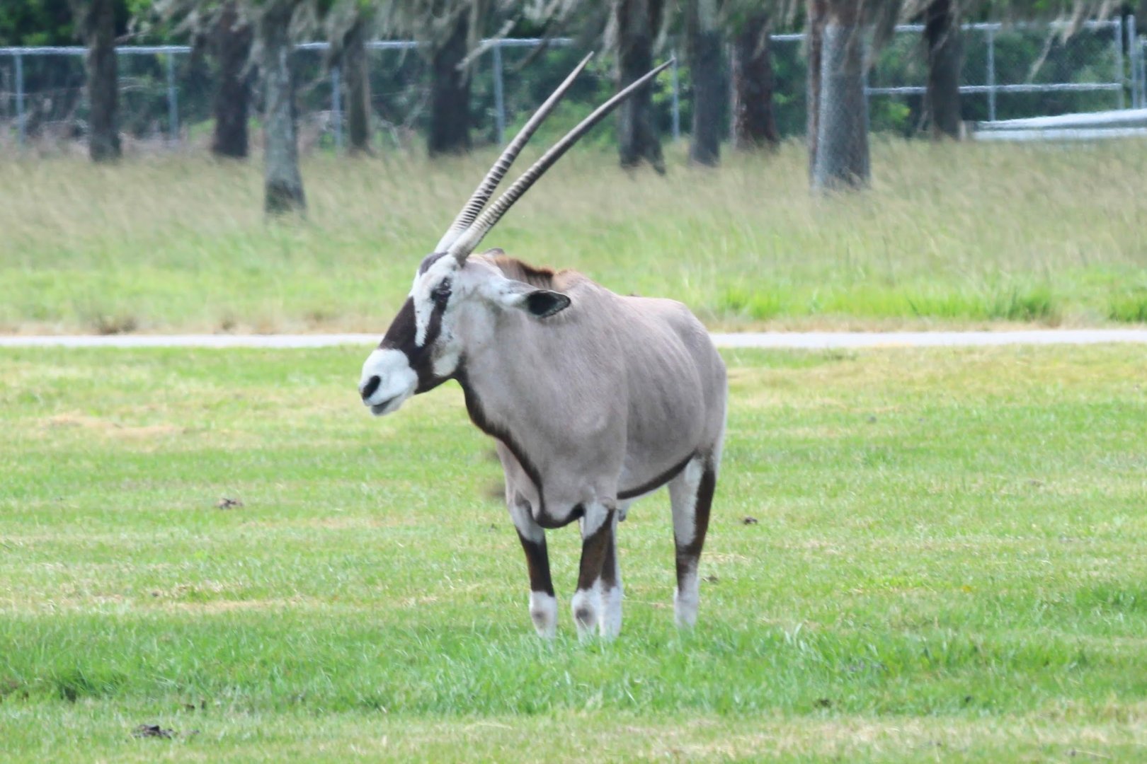 Gemsbok (2016)