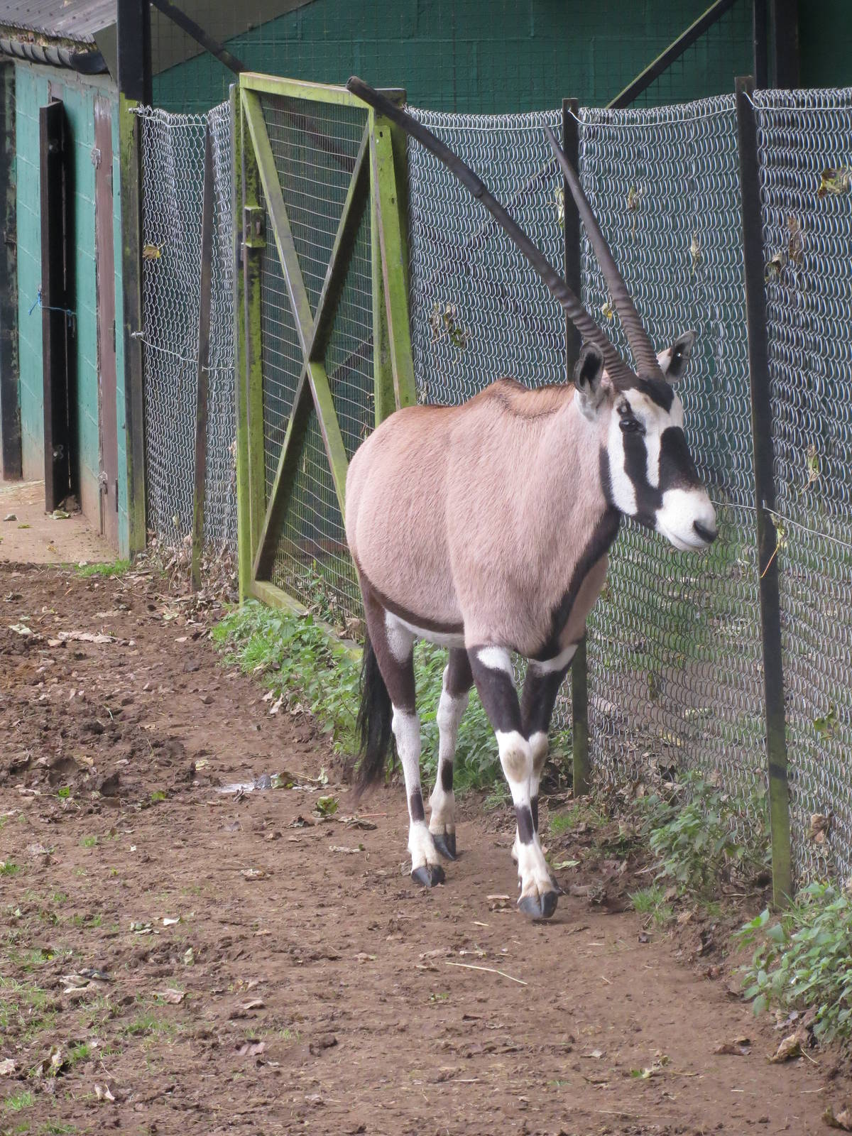 gemsbok 210913
