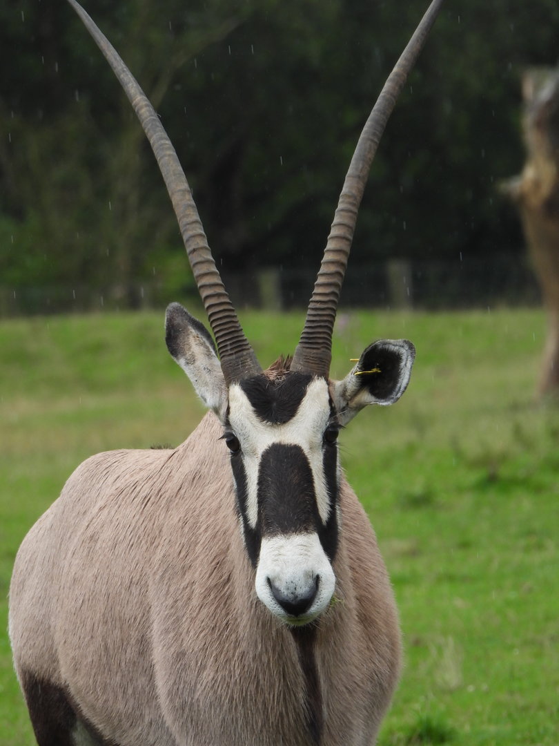 Gemsbok- 24th July 2023