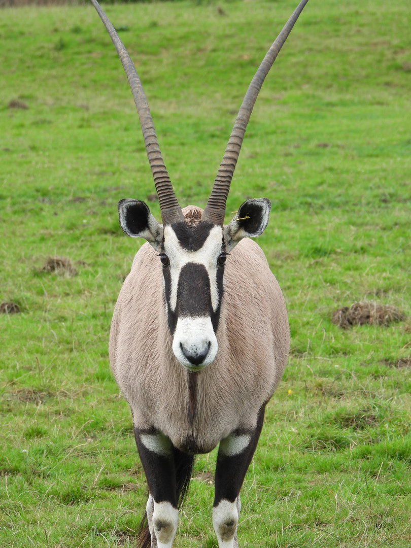 Gemsbok- 24th July 2023