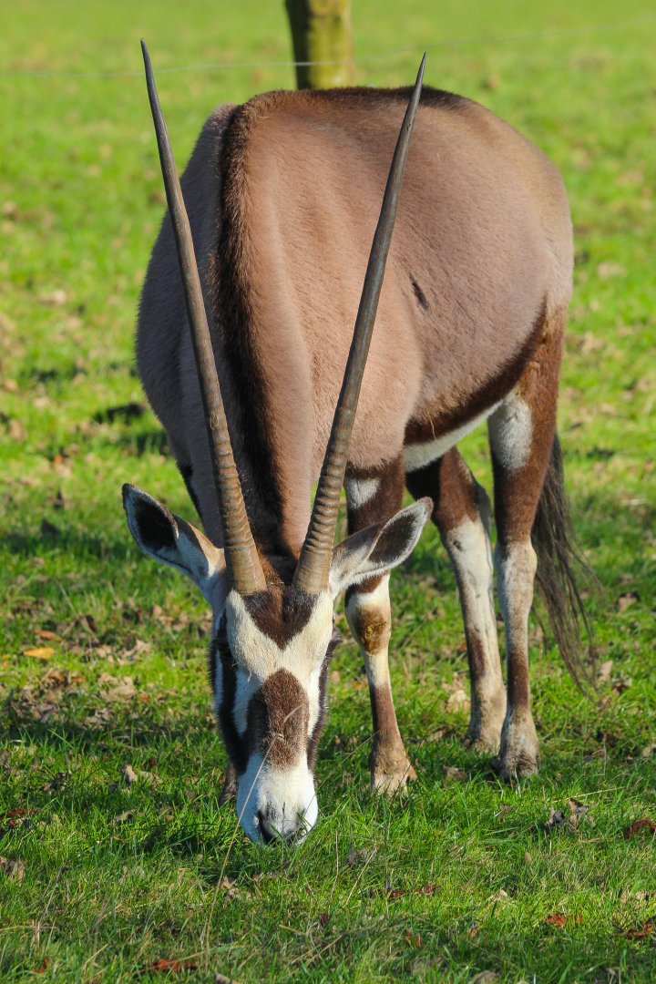 Gemsbok- 25th January 2025