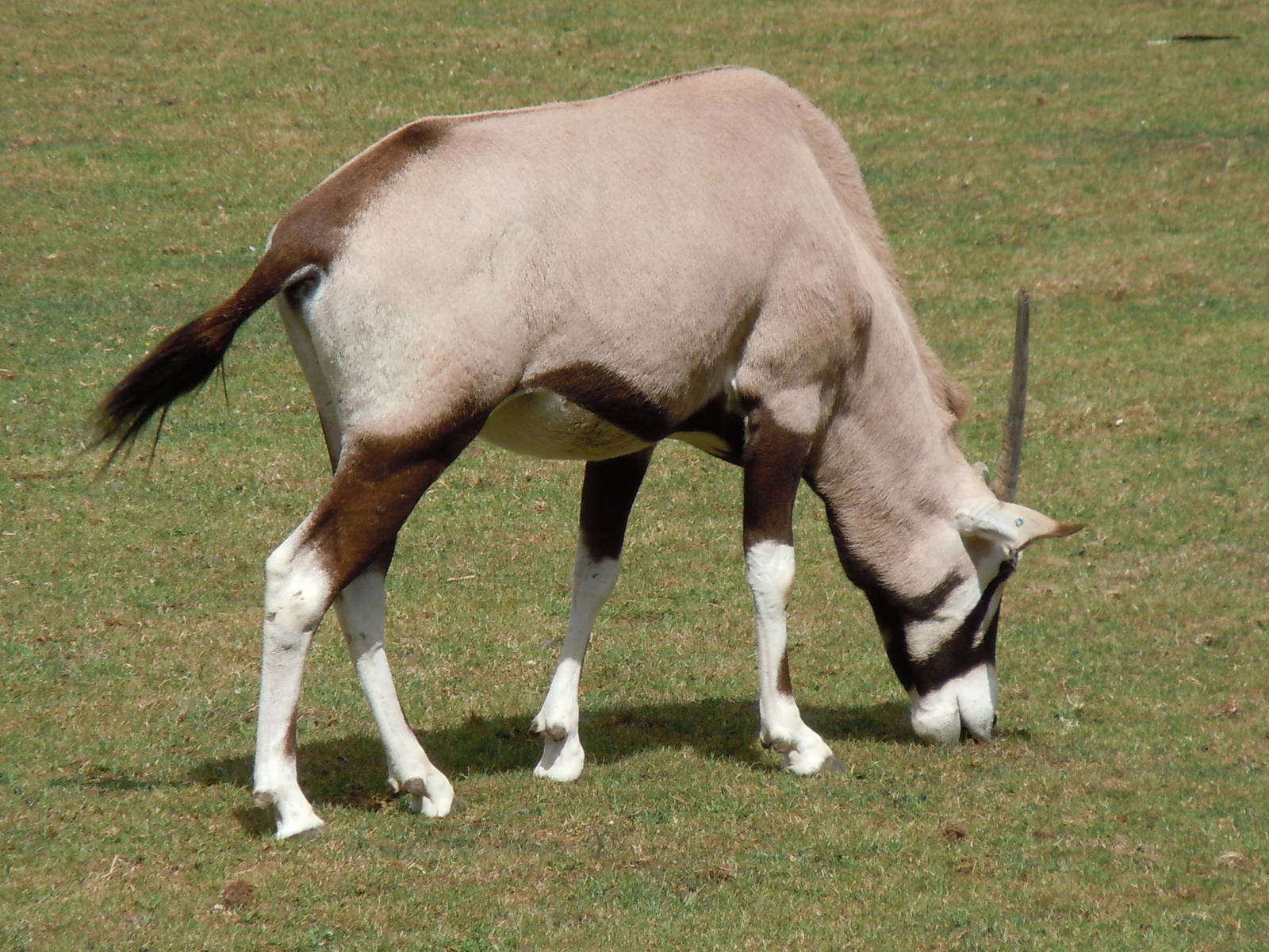 gemsbok 3 08/10
