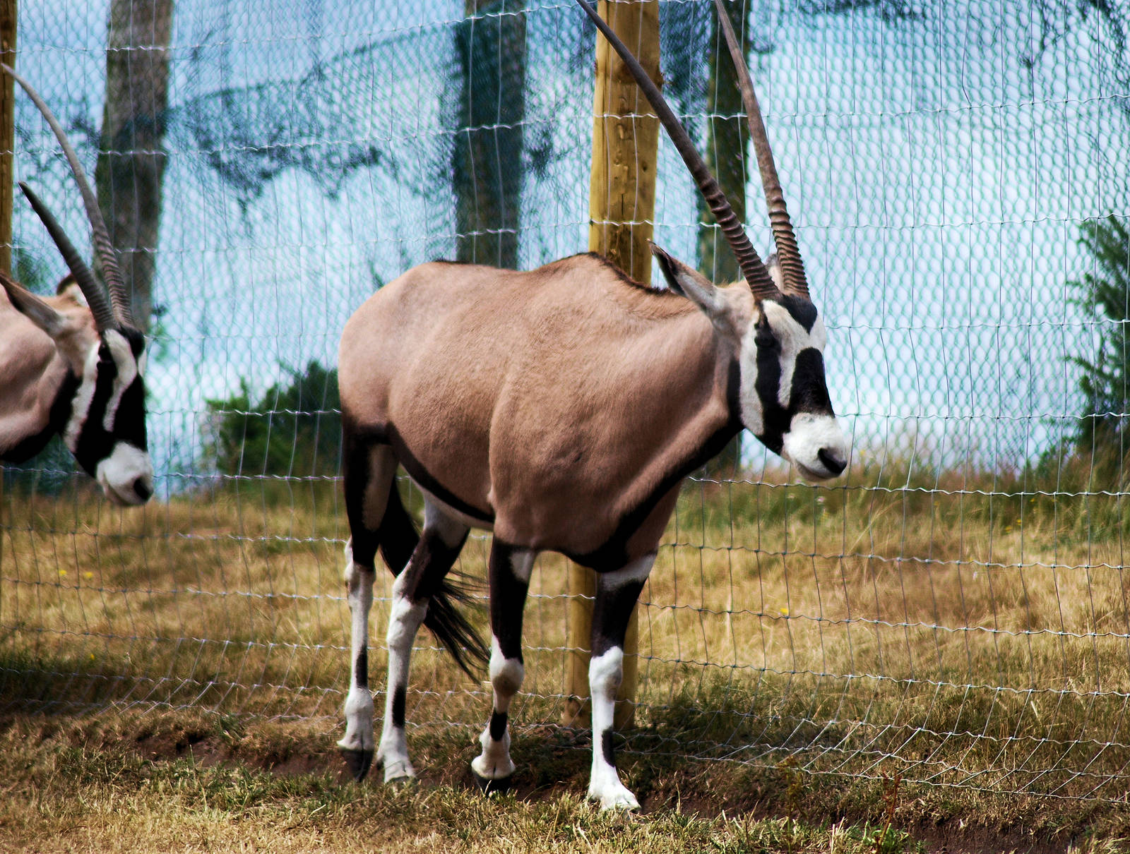 GEMSBOK 3 1