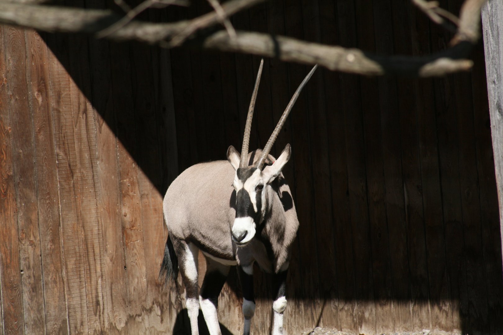 Gemsbok(3/9/2025)