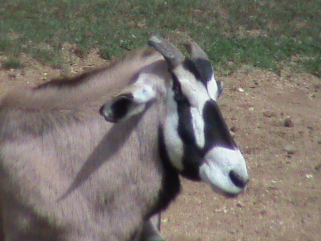 gemsbok 5 08/10