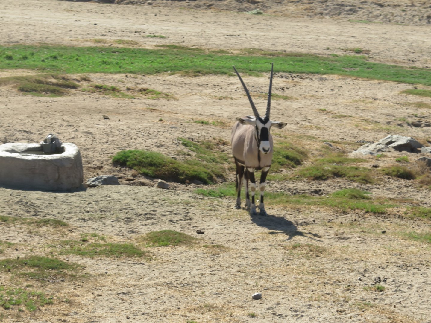 Gemsbok(8/23/2024)