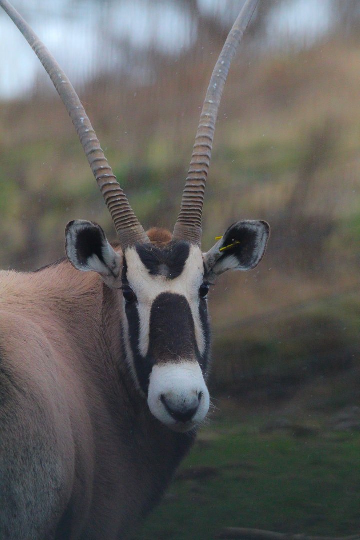 Gemsbok- 8th January 2024